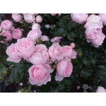 Hans Gonewein Rose (Ханс Геневайн Роуз)